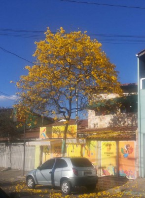 2016 - 20 Anos IOL