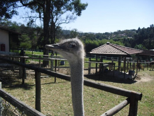 2012 - Fazenda Vale Verde — foto 35