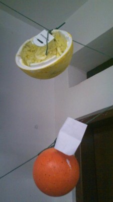 2012 - Frutas Mágicas para Reflorestar o Homem — foto 24