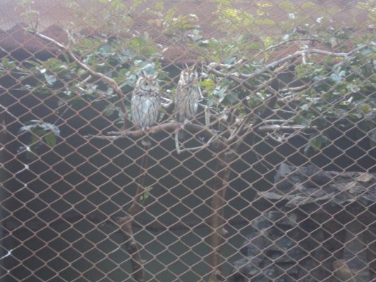 2013 - Visita Zoológico — foto 17