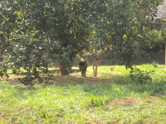 2013 - Visita Zoológico — foto 19