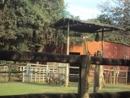 2013 - Visita Zoológico — foto 22