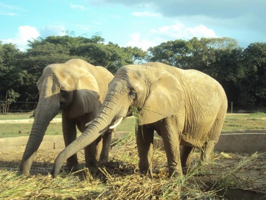 2013 - Visita Zoológico — foto 23